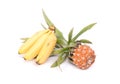 Small tropical banana cluster with baby pineapple