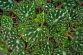 Tropical `Begonia Pustulata` plant with textured leaves with white dot pattern Royalty Free Stock Photo