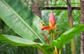 Small tropical bird on banana flower. Olive-back sunbird male on exotic plant. Royalty Free Stock Photo