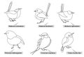 Small tropical birds, real latin names. Black lines, contour style. Illustration can be used for coloring books