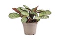 Small tropical `Ctenanthe Burle Marxii Amagris` houseplant with dark green vein pattern on white background