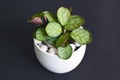 Small tropical `Ctenanthe Burle Marxii Amagris` plant in white flower pot with white expanded clay pellets on black background