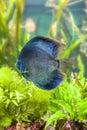 A small tropical fish floats in clear water