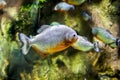 A small tropical fish floats in clear water in an aquarium Royalty Free Stock Photo