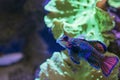 Small tropical fish Mandarinfish Royalty Free Stock Photo