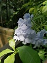 A small tropical light blue flower