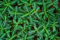 Small tropical `Ruellia Decosiana` plants covering ground, top view