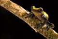 Small tropical tree frog in the Amazon rain forest