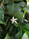 A small tropical white flower