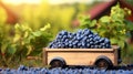 a small truck loaded with plump, sweet blueberries, arranged in crates and ready for the road.