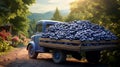 a small truck loaded with plump, sweet blueberries, arranged in crates and ready for the road.