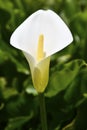 Small speakers Calla lily