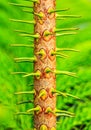 Small trunk of Tiered pine