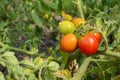 Small truss of tomatoes, ripening from green to red Royalty Free Stock Photo