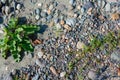 A small tuft of grass grows in the rocks on the sand Royalty Free Stock Photo
