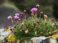 A Small Tuft of Pink Thrift Flowers