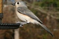 A small Tufted Titmouse perched on a bird feeder