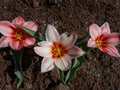 Small tulip \'Dr. Stikane\' flowering with bicolor flowers in white and red in early spring in the garden Royalty Free Stock Photo