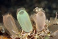 Small tunicates Royalty Free Stock Photo