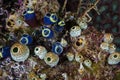 Small Tunicates on Coral Reef in Indonesia