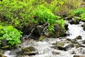 A small turbulent river bending around the stones in a swift stream flows through the morning summer forest