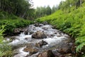 A small, turbulent river carries its waters in a rocky channel through the forest