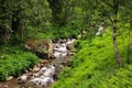 A small turbulent river flowing through the forest along the bottom of the canyon