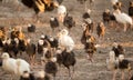 Small turkey chickens graze on the farm