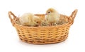 Small turkey poults in basket Royalty Free Stock Photo