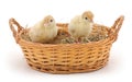 Small turkey poults in basket. Royalty Free Stock Photo