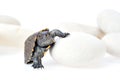 Small turtle Royalty Free Stock Photo
