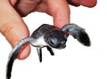 Small turtle