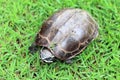 Small Turtle