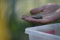 Small turtle baby vet rare animals Royalty Free Stock Photo