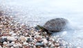 Small turtle crawling in sea waves