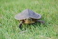 Small turtle in grass