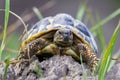 A small turtle in the grass Royalty Free Stock Photo