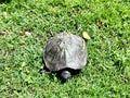 small turtle on the grass in the park Royalty Free Stock Photo