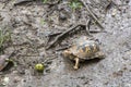 Small turtle and green hickory nut Royalty Free Stock Photo