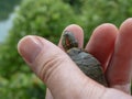 Small turtle on a hand with leaves and water on the background Royalty Free Stock Photo