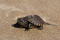 Small turtle on Zakynthos Gerakas beach in Greece Royalty Free Stock Photo