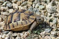 Small turtle Royalty Free Stock Photo