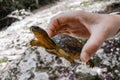 A small turtle lives nears the mayan ruins on coast of Cozumel. Royalty Free Stock Photo