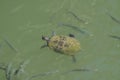 A small turtle in the muddy river water. Fish are swimming around Royalty Free Stock Photo