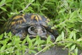 Small turtle peeping from his shell amid greenery. Royalty Free Stock Photo