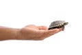 Small turtle in people hand. Studio shot isolated on white Royalty Free Stock Photo
