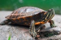 Small turtle perched atop a rocky outcrop by a tranquil body of water. Royalty Free Stock Photo