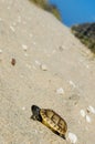 Small turtle on the sandy beach surrounded by pebbles Royalty Free Stock Photo
