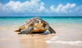 A Serene Moment: A Small Turtle Resting on the Beach