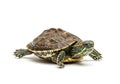A small turtle stands on a white background Royalty Free Stock Photo
